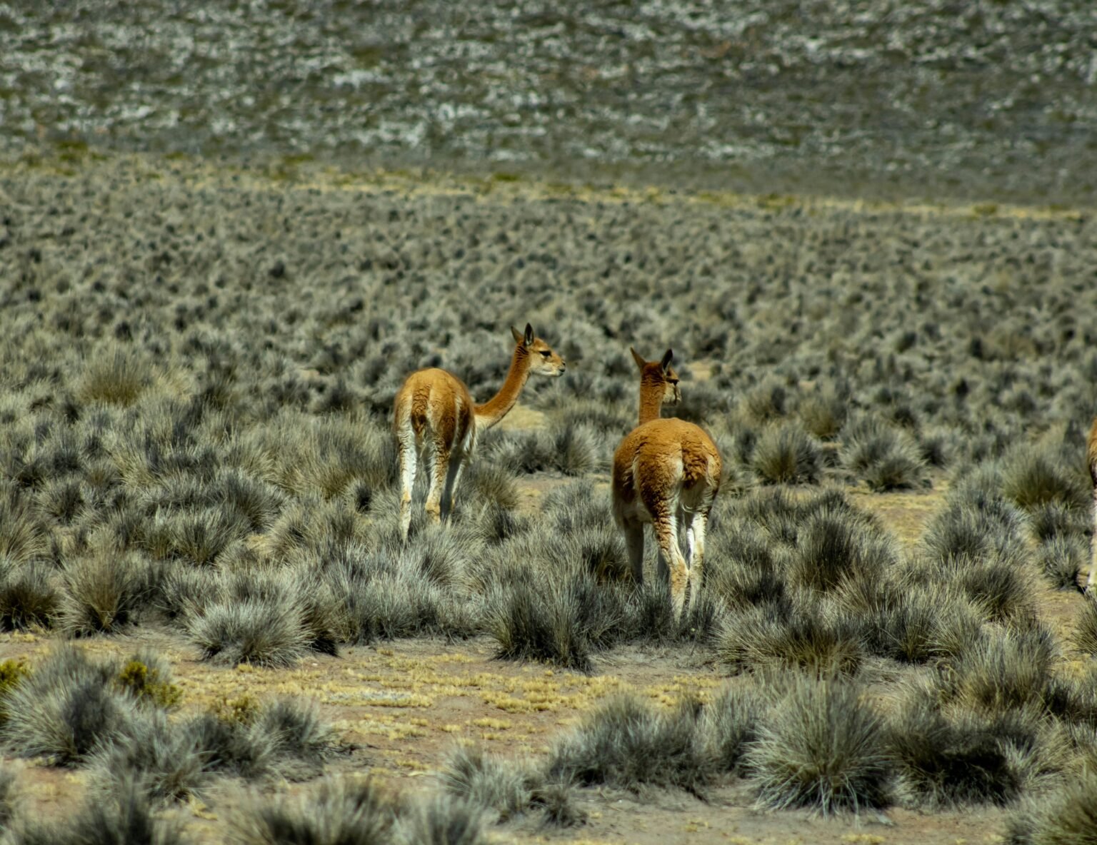 pexels-anyela-malaga-341169564-34916069